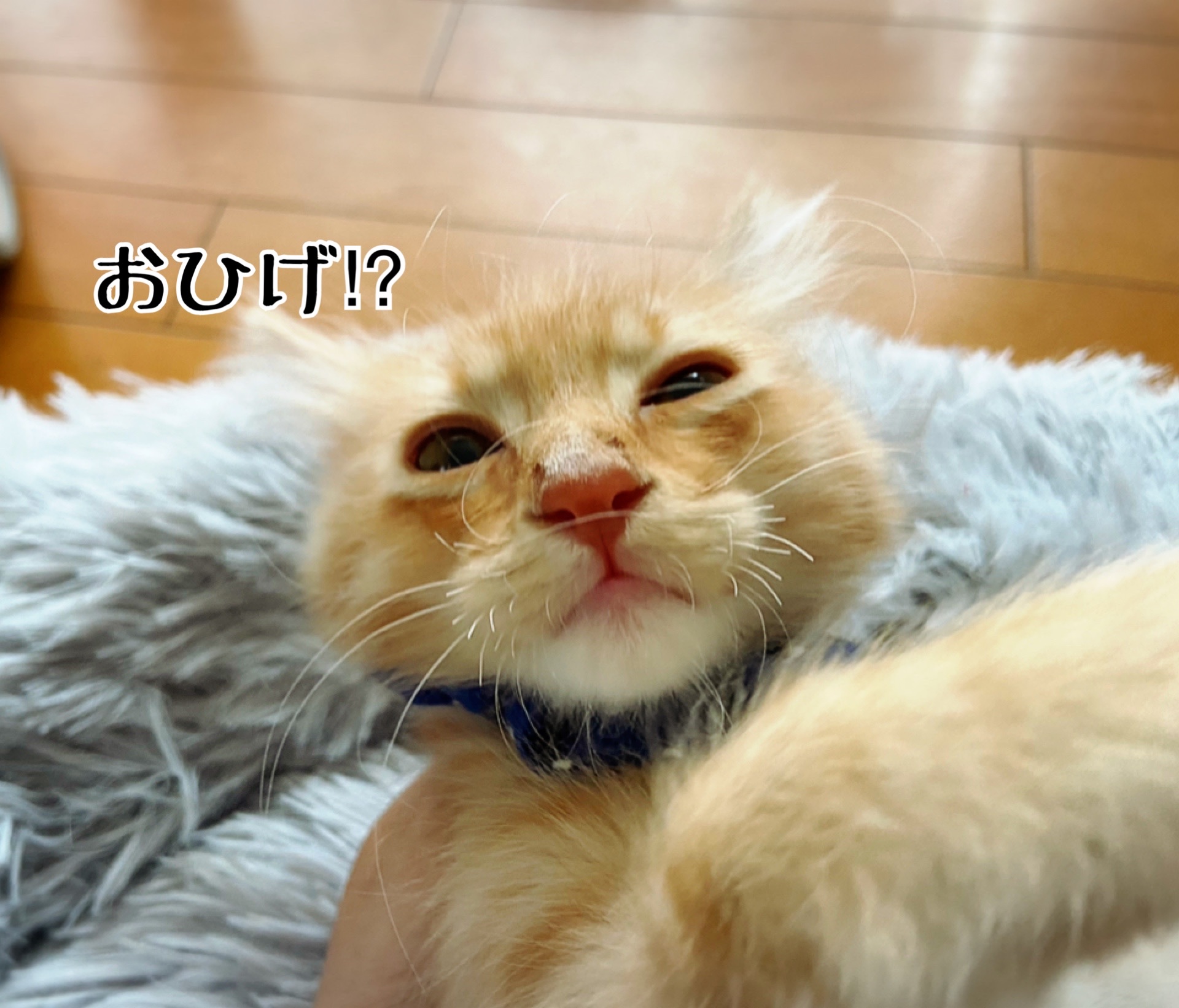 んあああああ いつから こーなった 猫とお酒と日々のこと Powered By ライブドアブログ