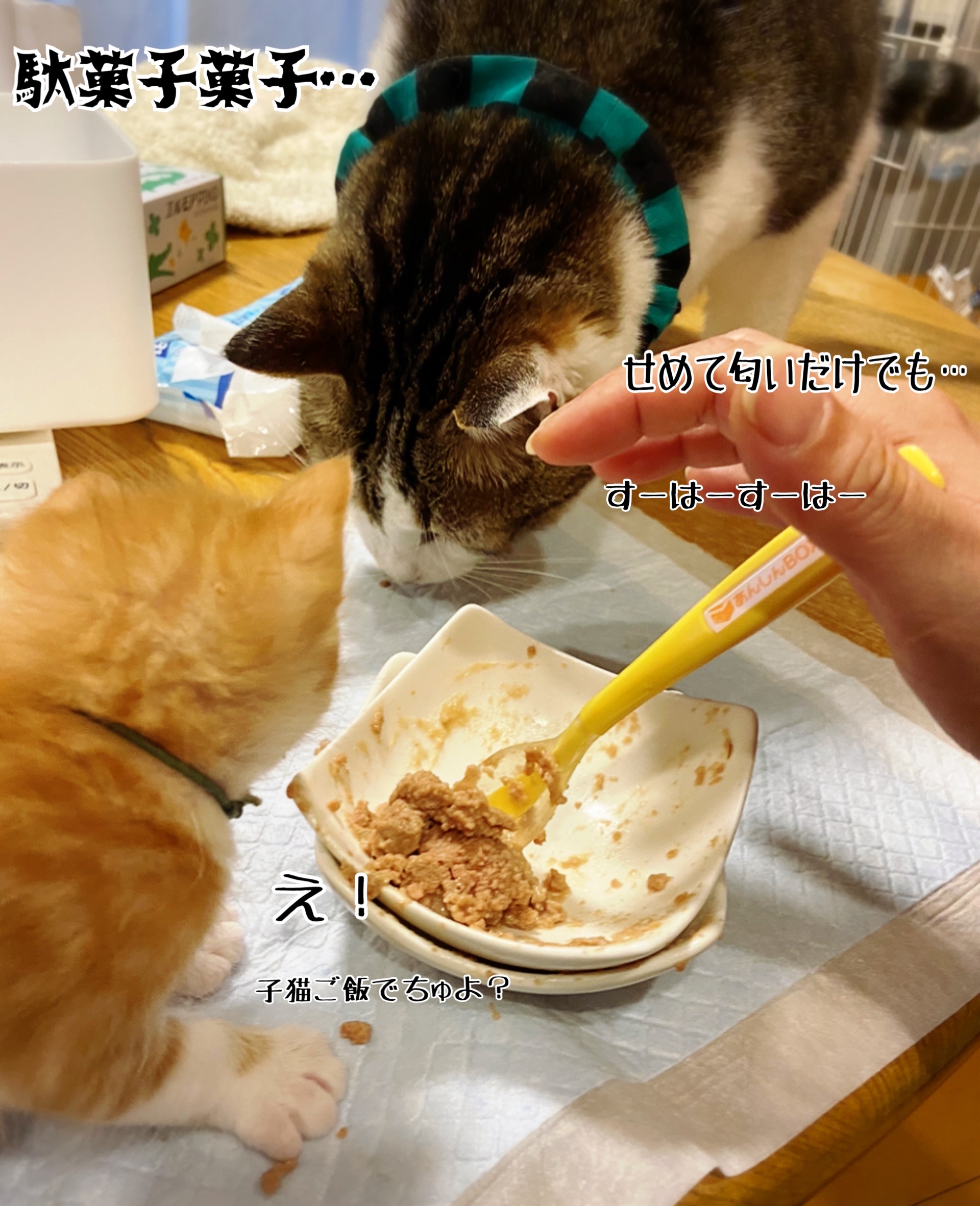 離乳食の光景 22 猫とお酒と日々のこと Powered By ライブドアブログ 離乳食の光景 22 猫とお酒と日々のこと Powered By ライブドアブログ