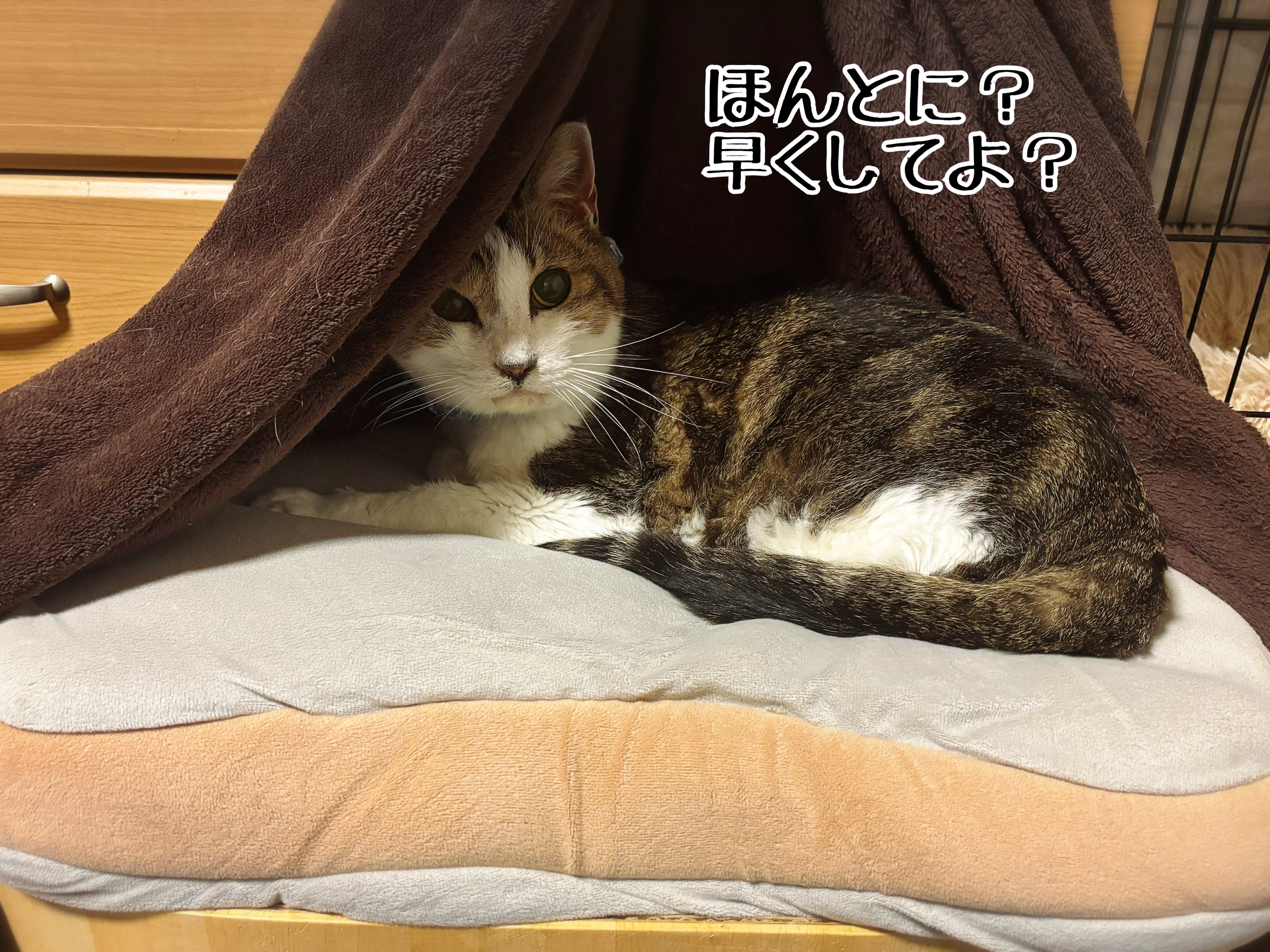 猫さまからしたら大きなお世話 : 猫とお酒と日々のこと Powered by