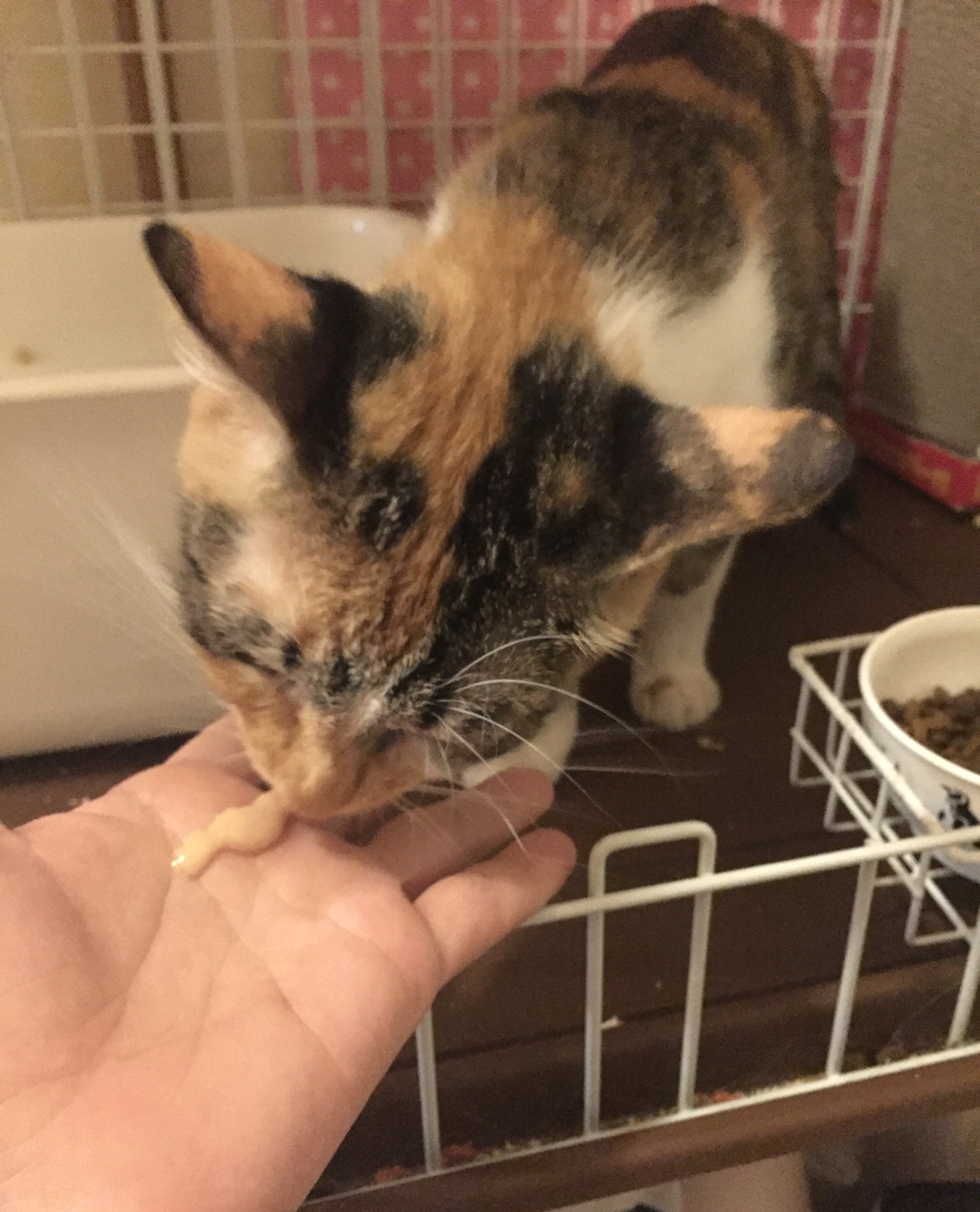 慣れない猫さまにしてる事 猫とお酒と日々のこと Powered By ライブドアブログ 慣れない猫さまにしてる事 猫とお酒と日々のこと Powered By ライブドアブログ