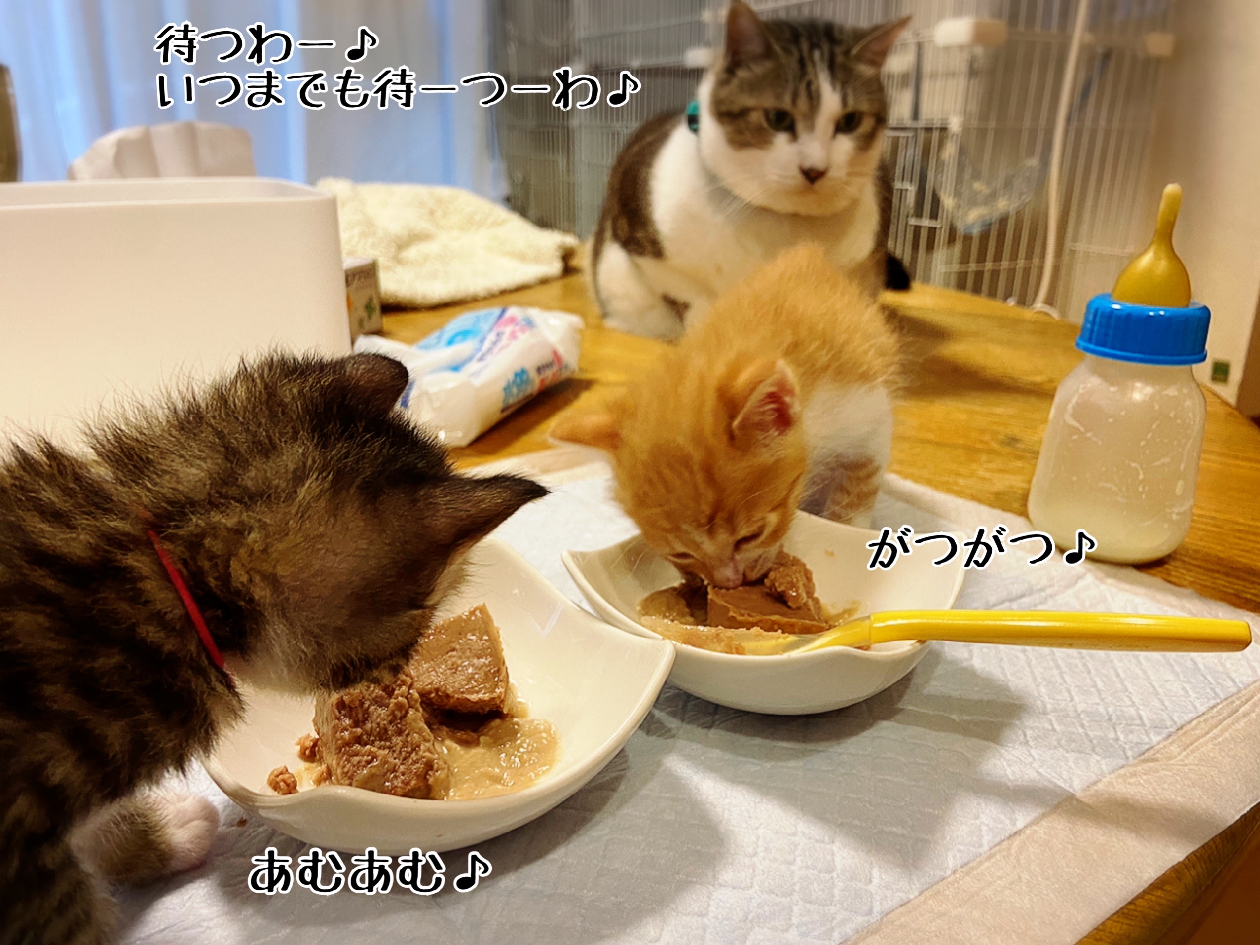 離乳食の光景 22 猫とお酒と日々のこと Powered By ライブドアブログ 離乳食の光景 22 猫とお酒と日々のこと Powered By ライブドアブログ