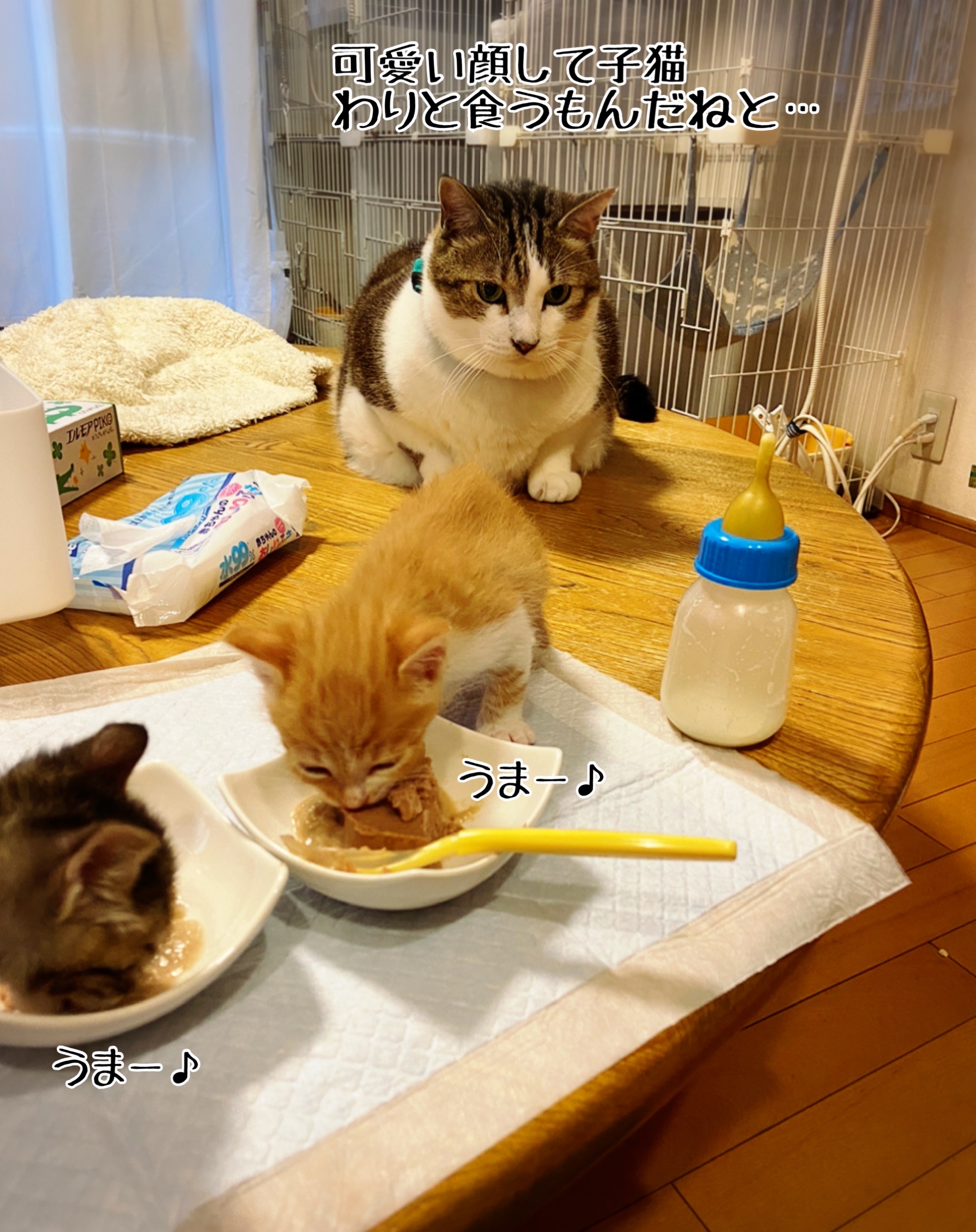 離乳食の光景 22 猫とお酒と日々のこと Powered By ライブドアブログ 離乳食の光景 22 猫とお酒と日々のこと Powered By ライブドアブログ