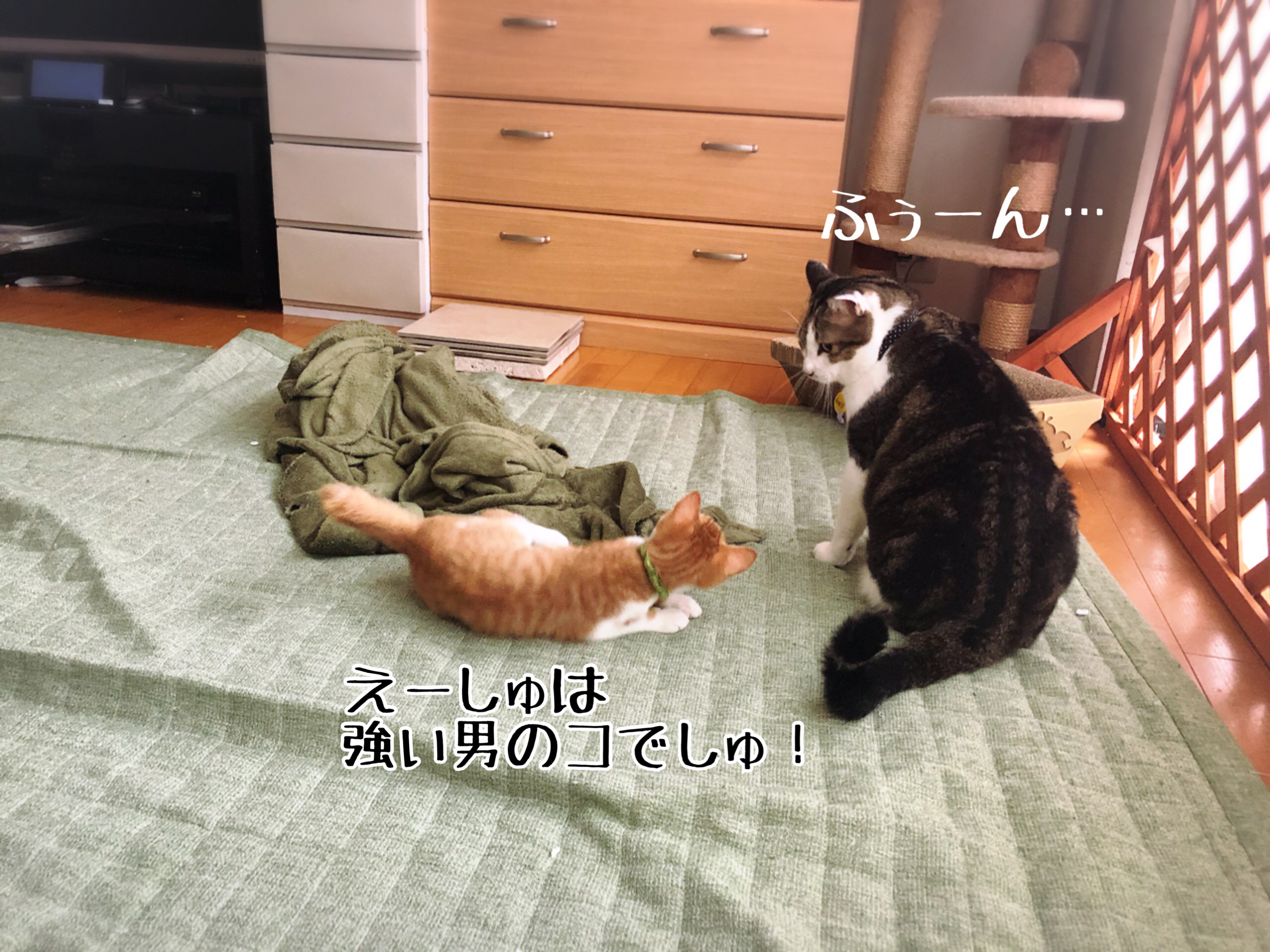 保父の手加減 猫とお酒と日々のこと Powered By ライブドアブログ 保父の手加減 猫とお酒と日々のこと Powered By ライブドアブログ