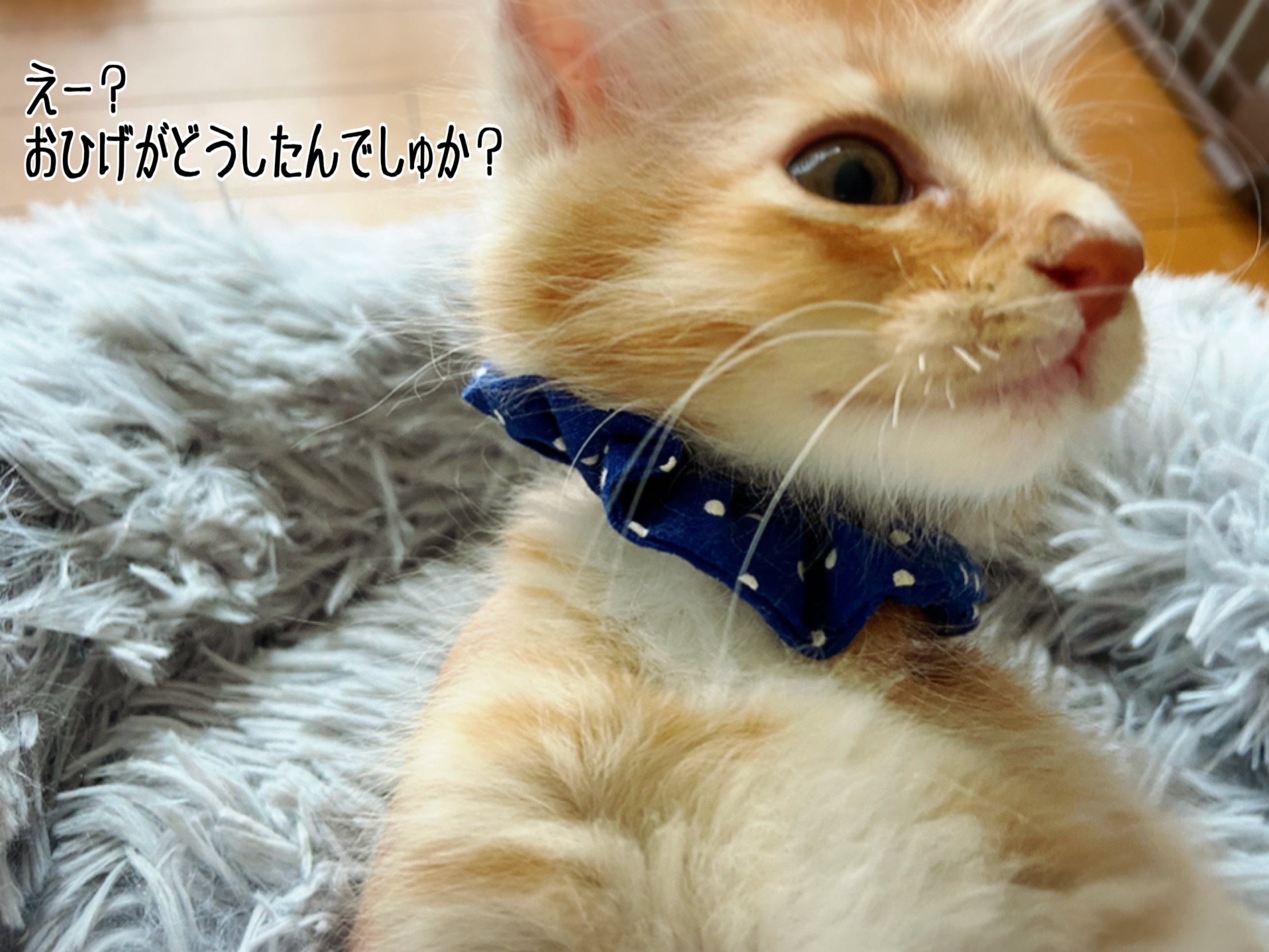 んあああああ いつから こーなった 猫とお酒と日々のこと Powered By ライブドアブログ