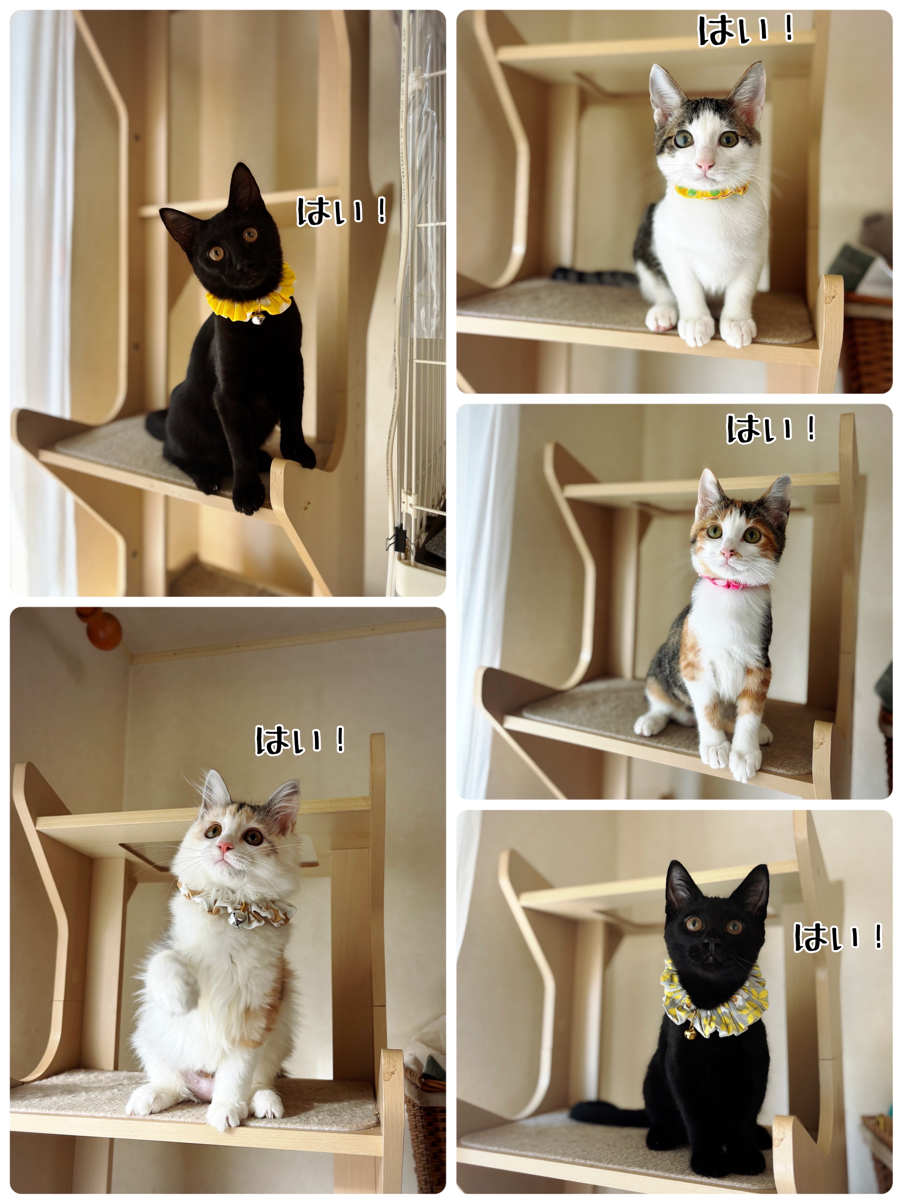 2025年、今年もありがとうございました♪ : 猫とお酒と日々のこと