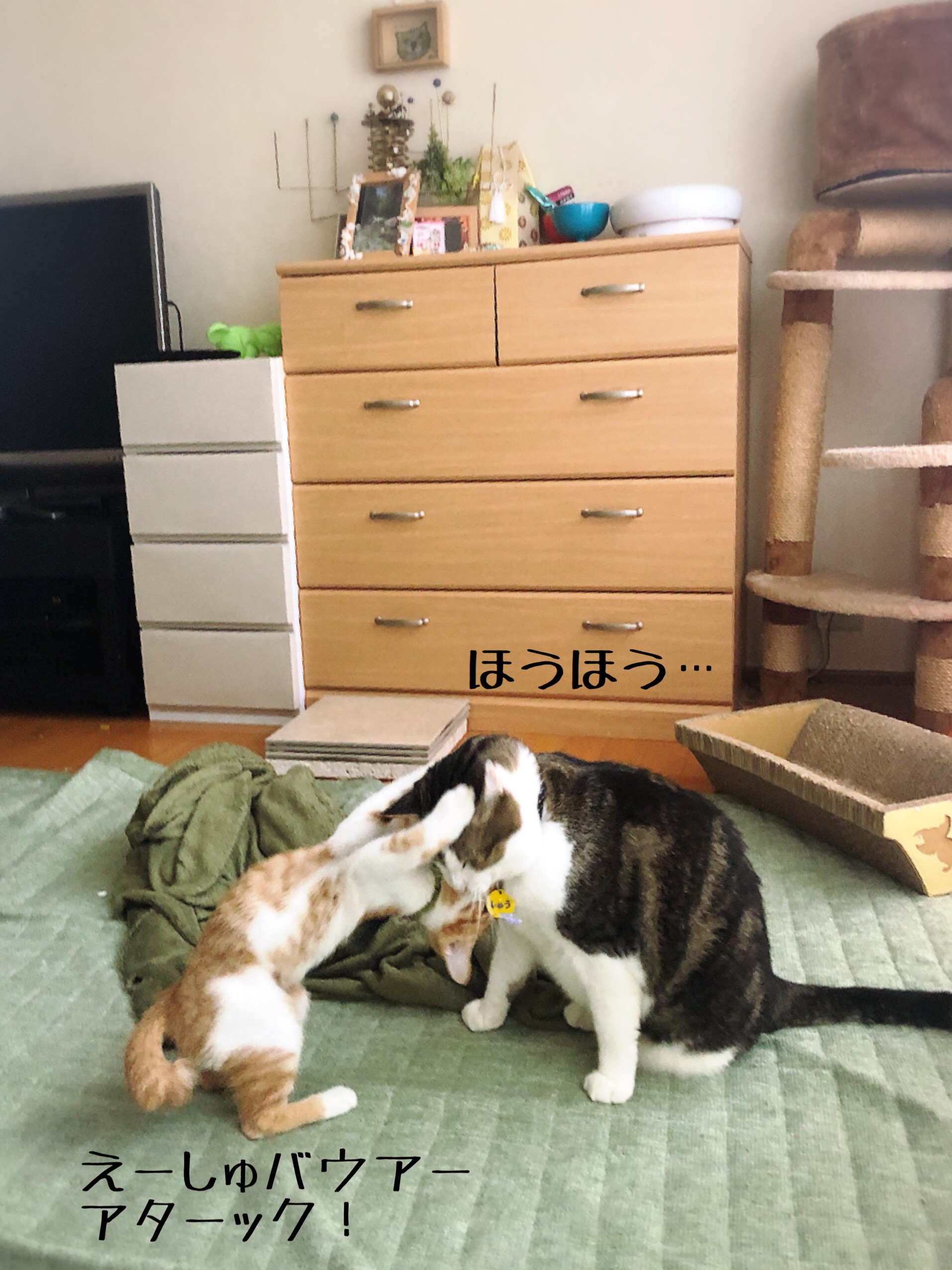 保父の手加減 猫とお酒と日々のこと Powered By ライブドアブログ 保父の手加減 猫とお酒と日々のこと Powered By ライブドアブログ
