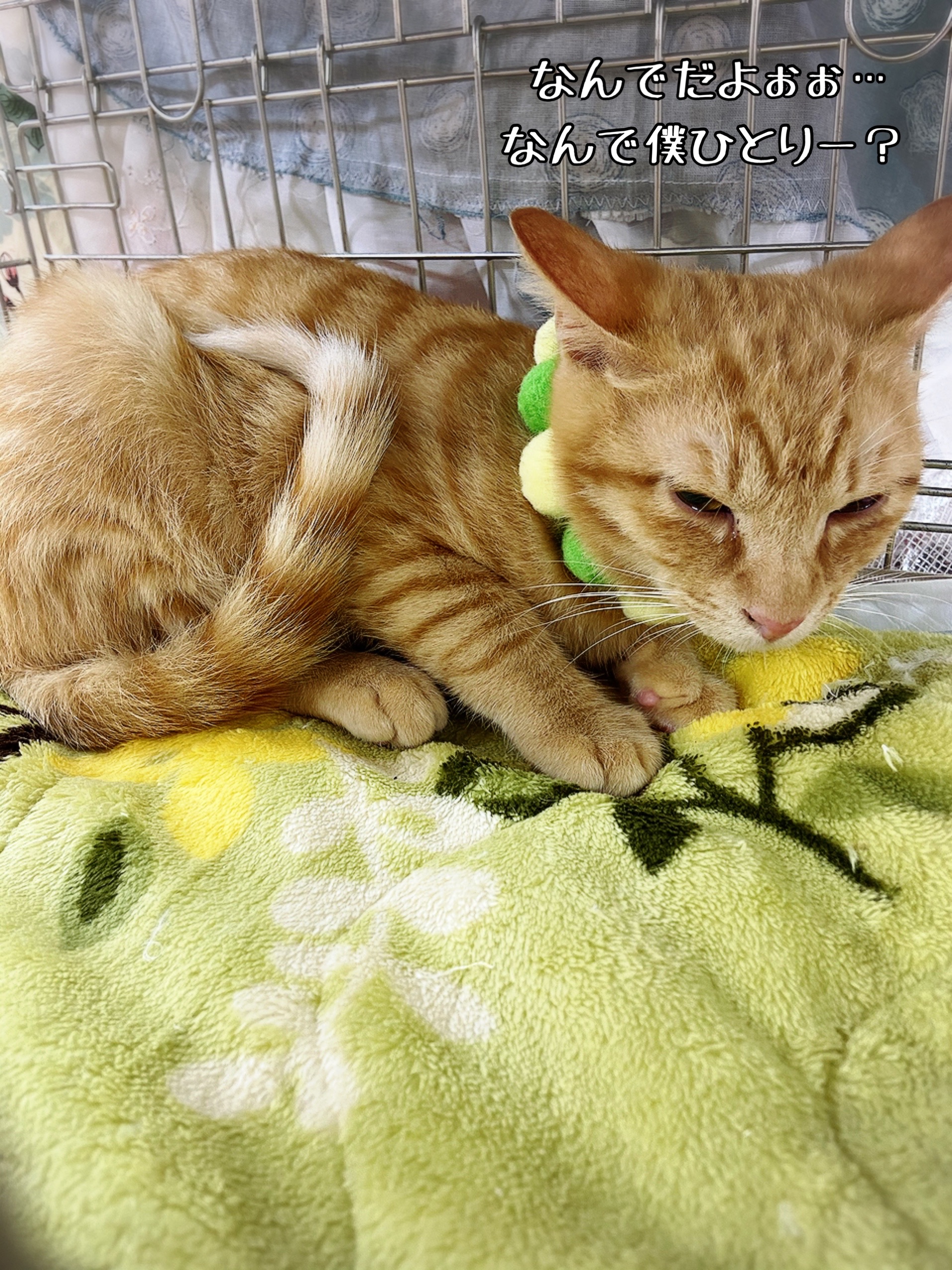 昨日の譲渡会お兄ちゃんと300gお兄ちゃん 猫とお酒と日々のこと Powered By ライブドアブログ 昨日の譲渡会お兄ちゃんと300gお兄ちゃん 猫とお酒と日々のこと Powered By ライブドアブログ