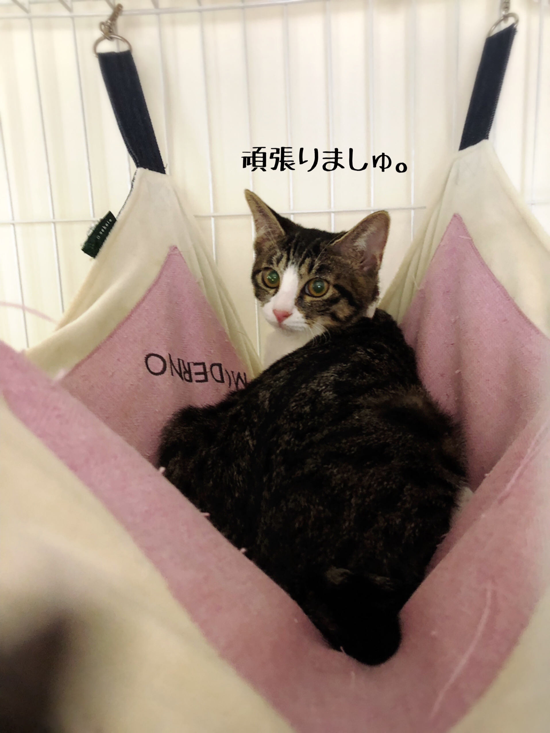 ココミミのお届けとルルの幸せ便り 猫とお酒と日々のこと Powered By ライブドアブログ