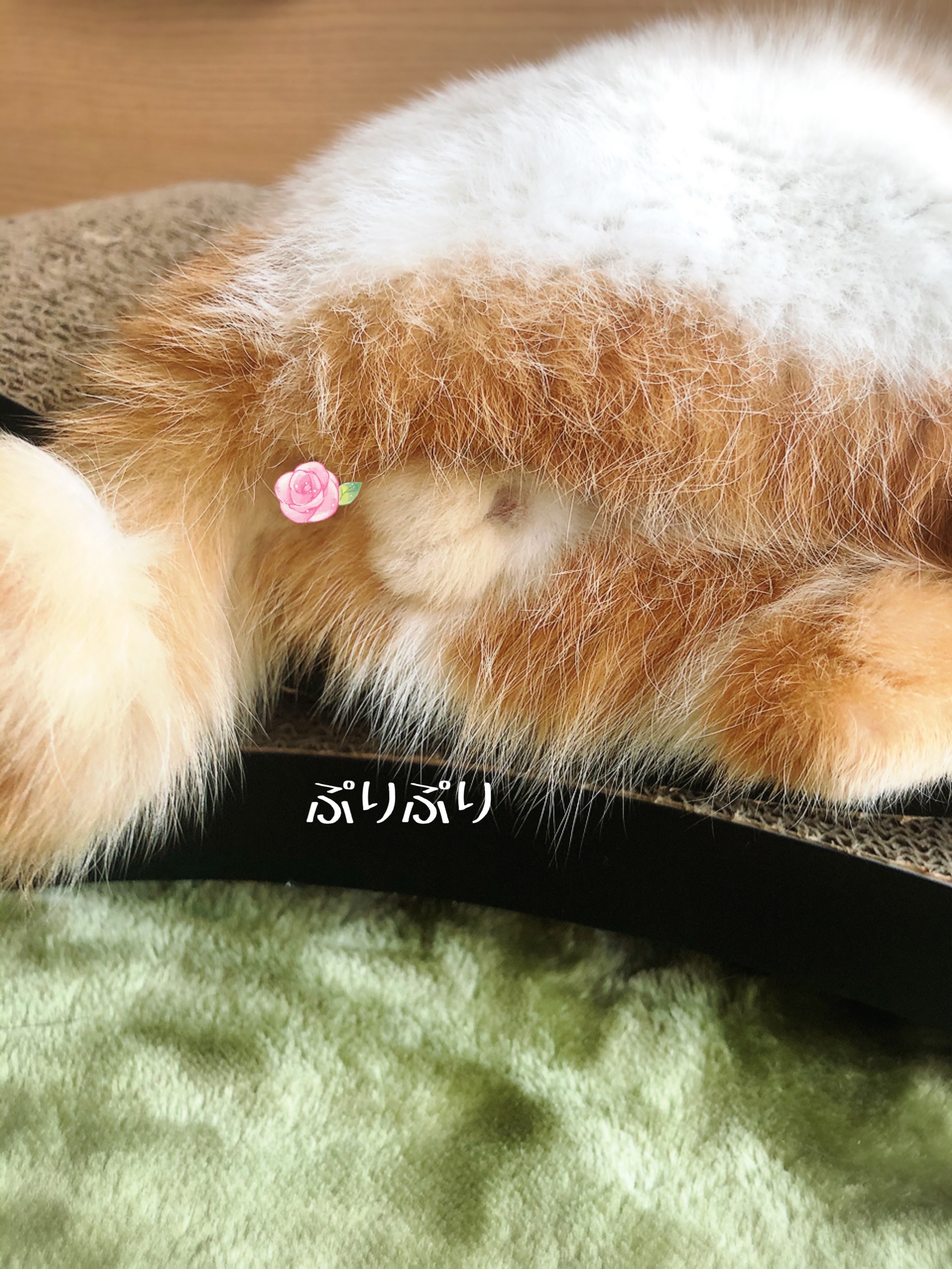 ねこ ふぐり