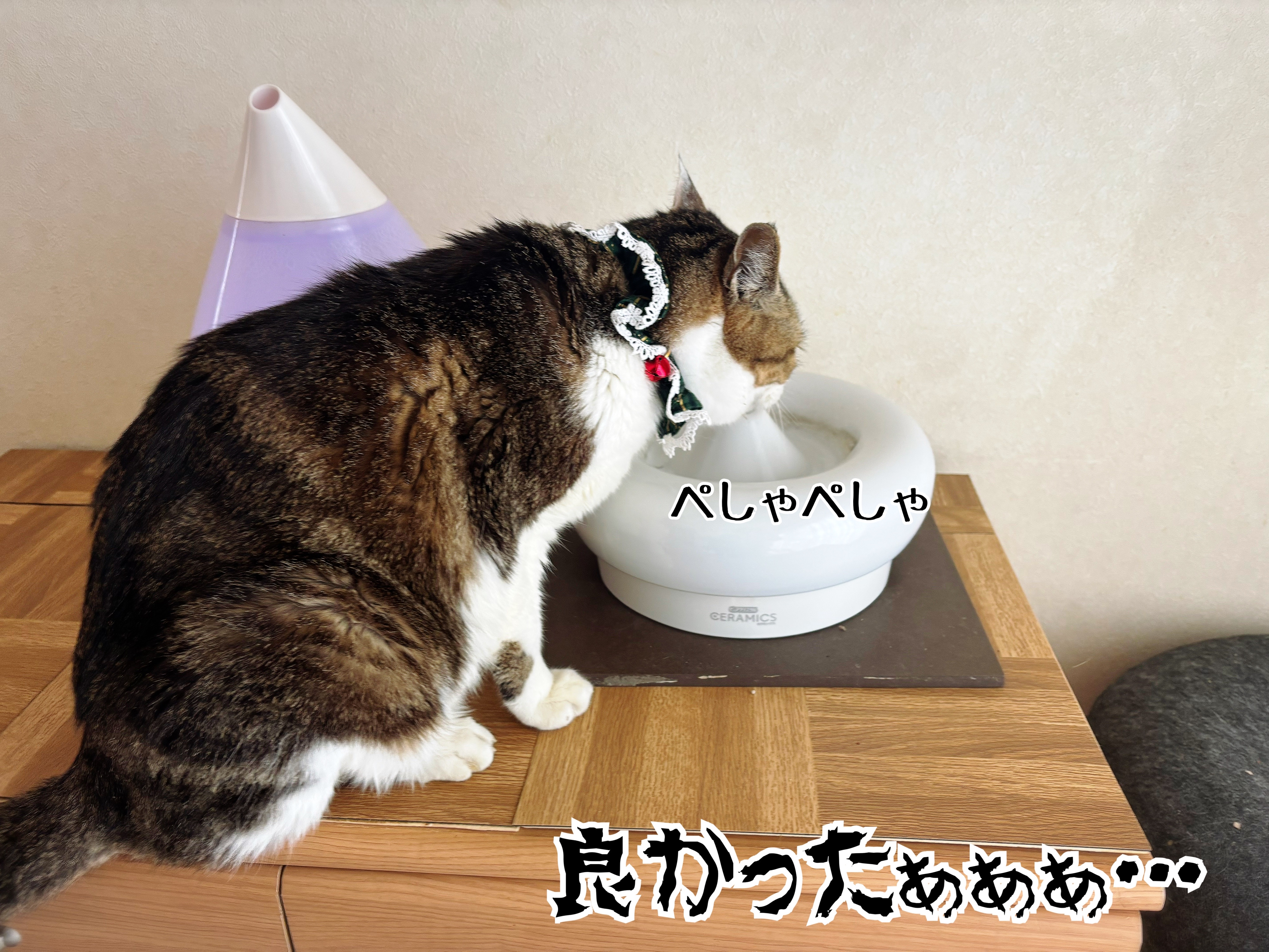 微回復シュウさま♪ご心配感謝。 : 猫とお酒と日々のこと Powered by