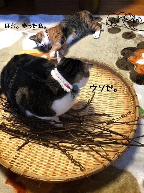 {A01223BE-BDF5-4E31-9A9D-E6B3849B8BD9:01}