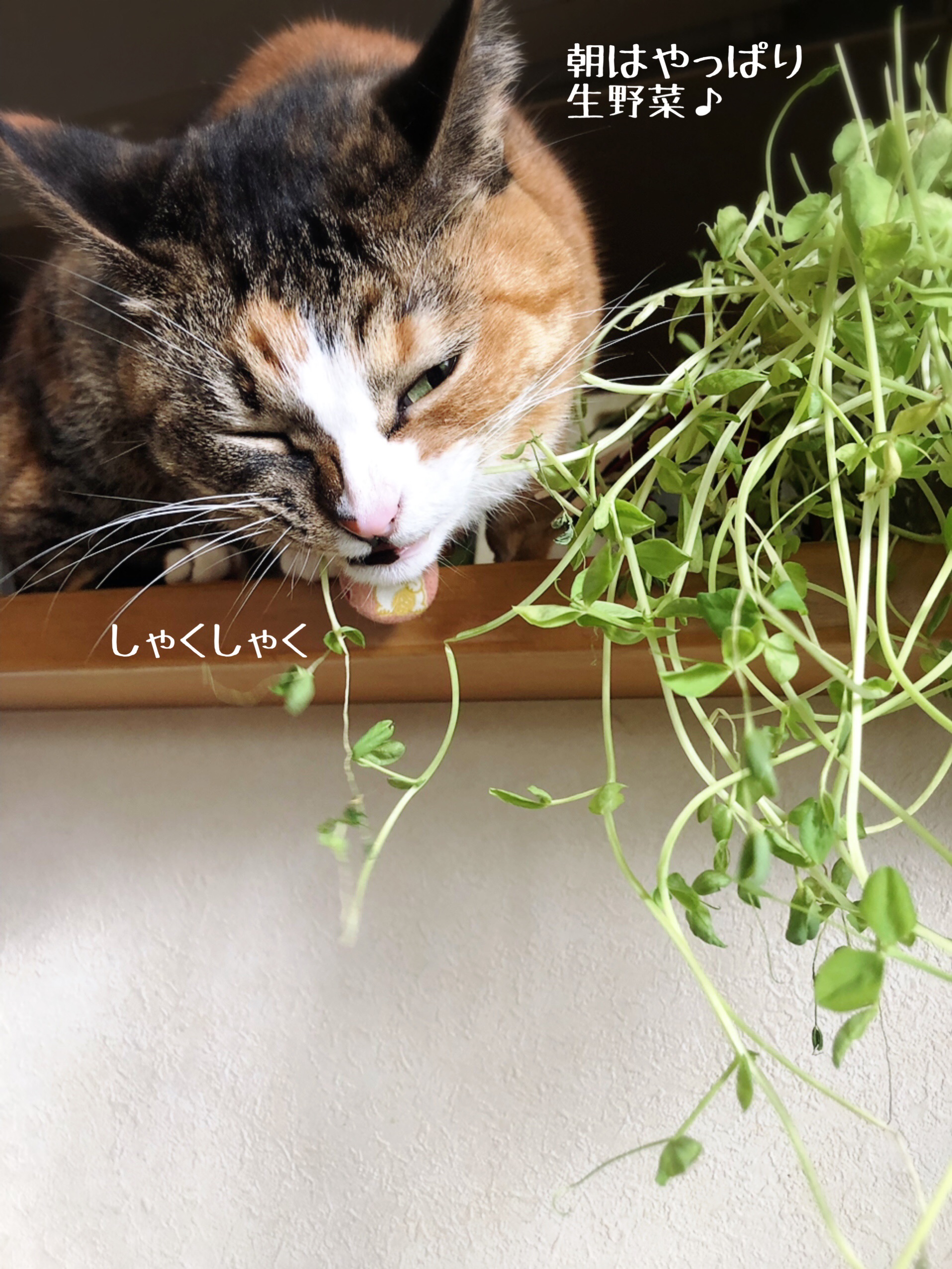 猫 豆 苗