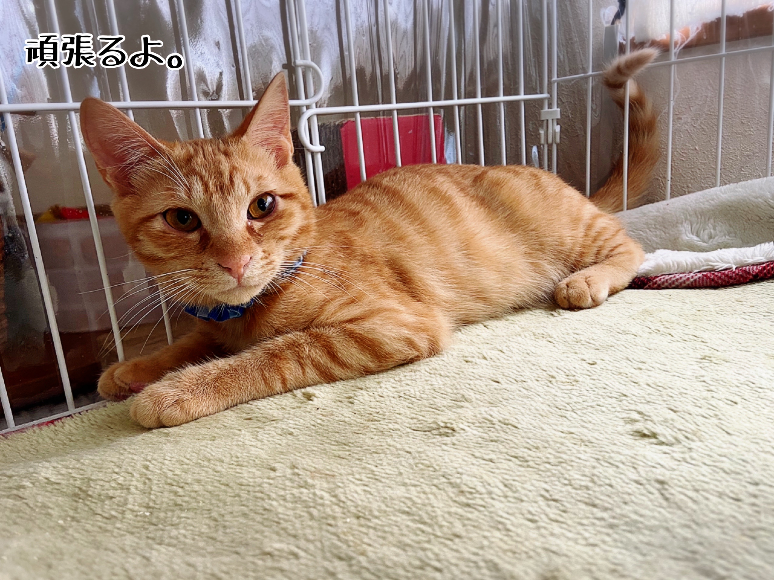 ぶんちゃんのお届け ミモザのずっとのおウチ 猫とお酒と日々のこと Powered By ライブドアブログ ぶんちゃんのお届け ミモザのずっとのおウチ 猫とお酒と日々のこと Powered By ライブドアブログ