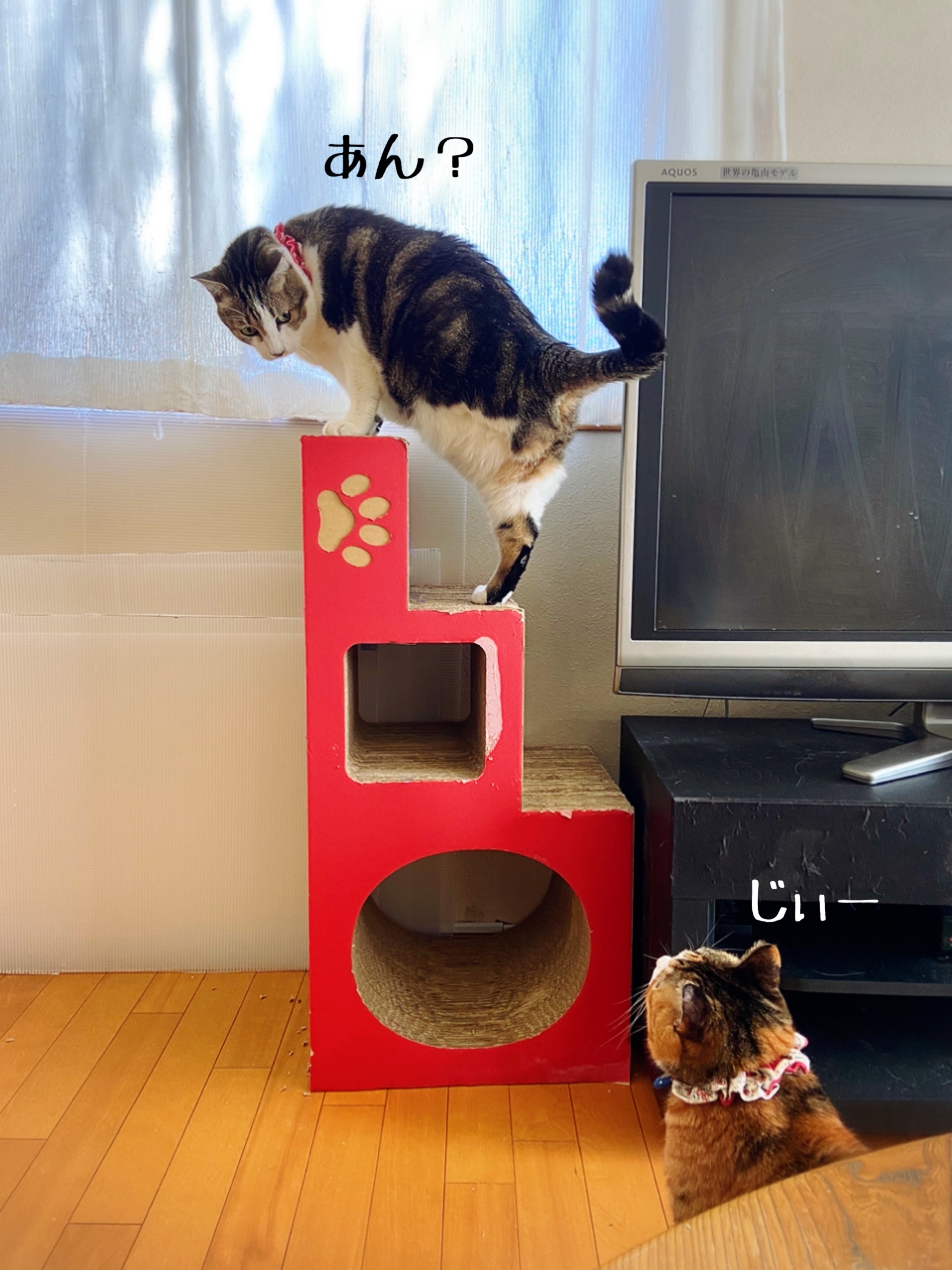 我が家の冬の風物詩 猫とお酒と日々のこと Powered By ライブドアブログ