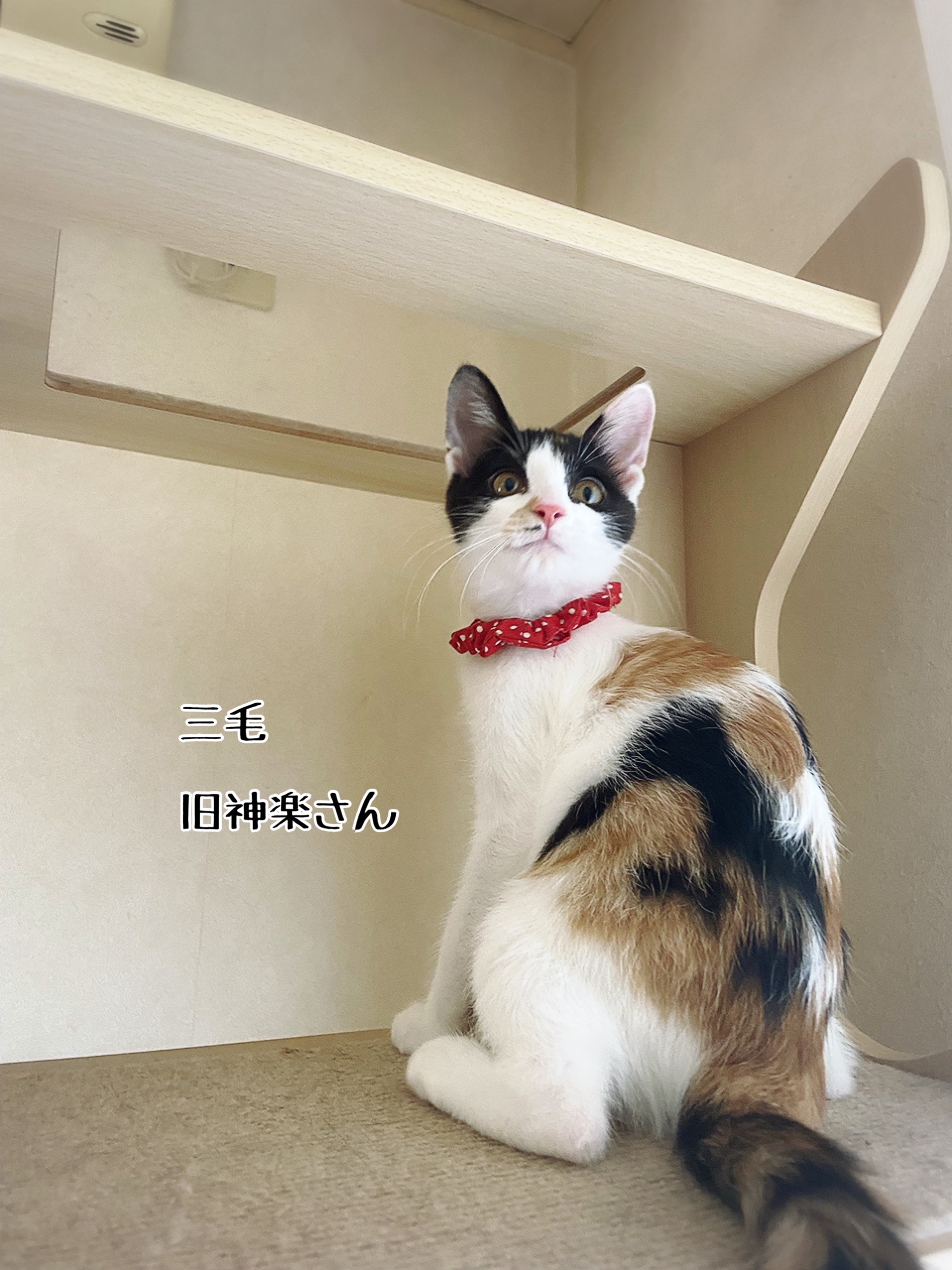 三毛猫様♡ありがとうございます♡ ありがとう大阪関西万博💕 ミャクミャク様と、猫の毛玉で作った