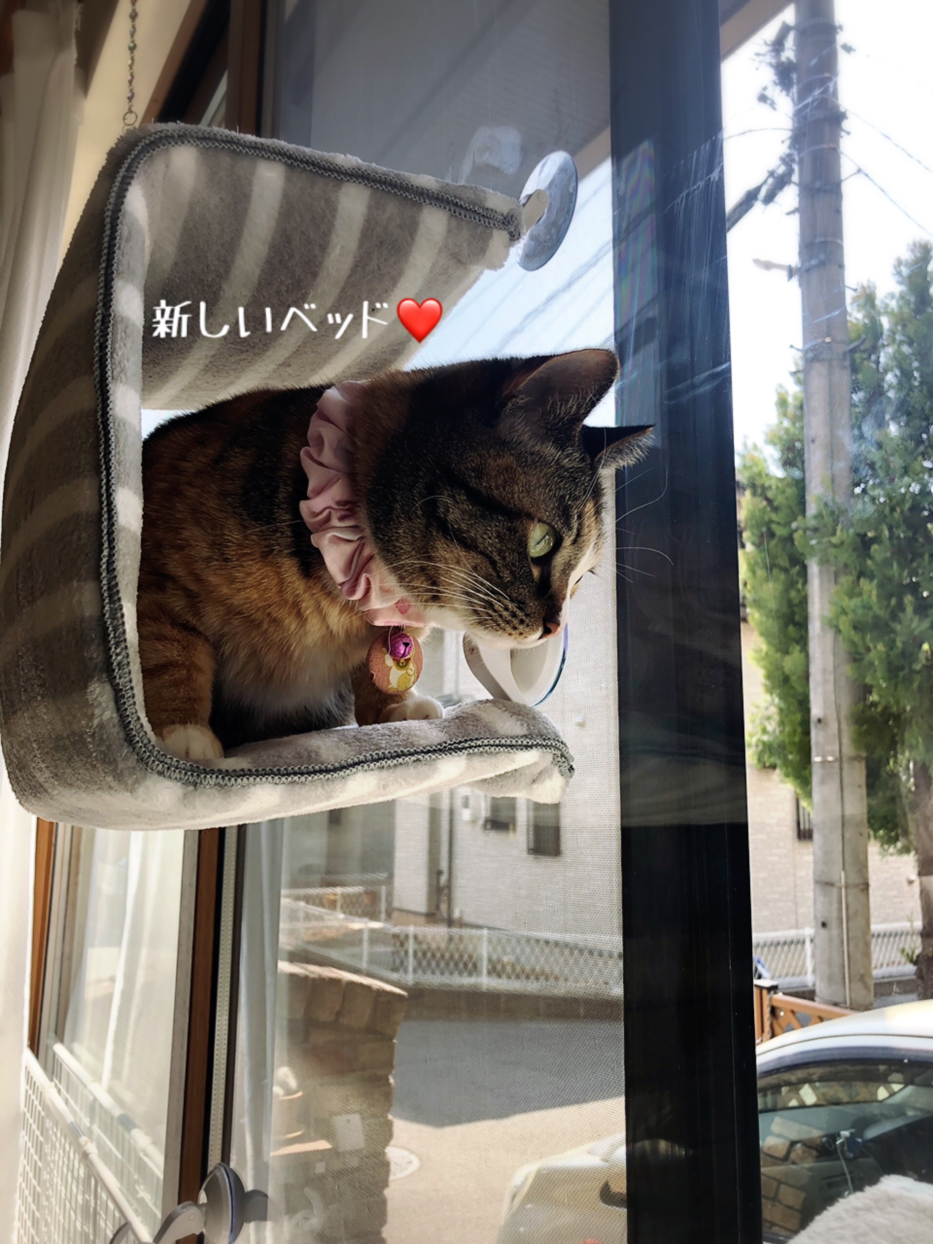 貼るベッドの作り方 猫とお酒と日々のこと Powered By ライブドアブログ
