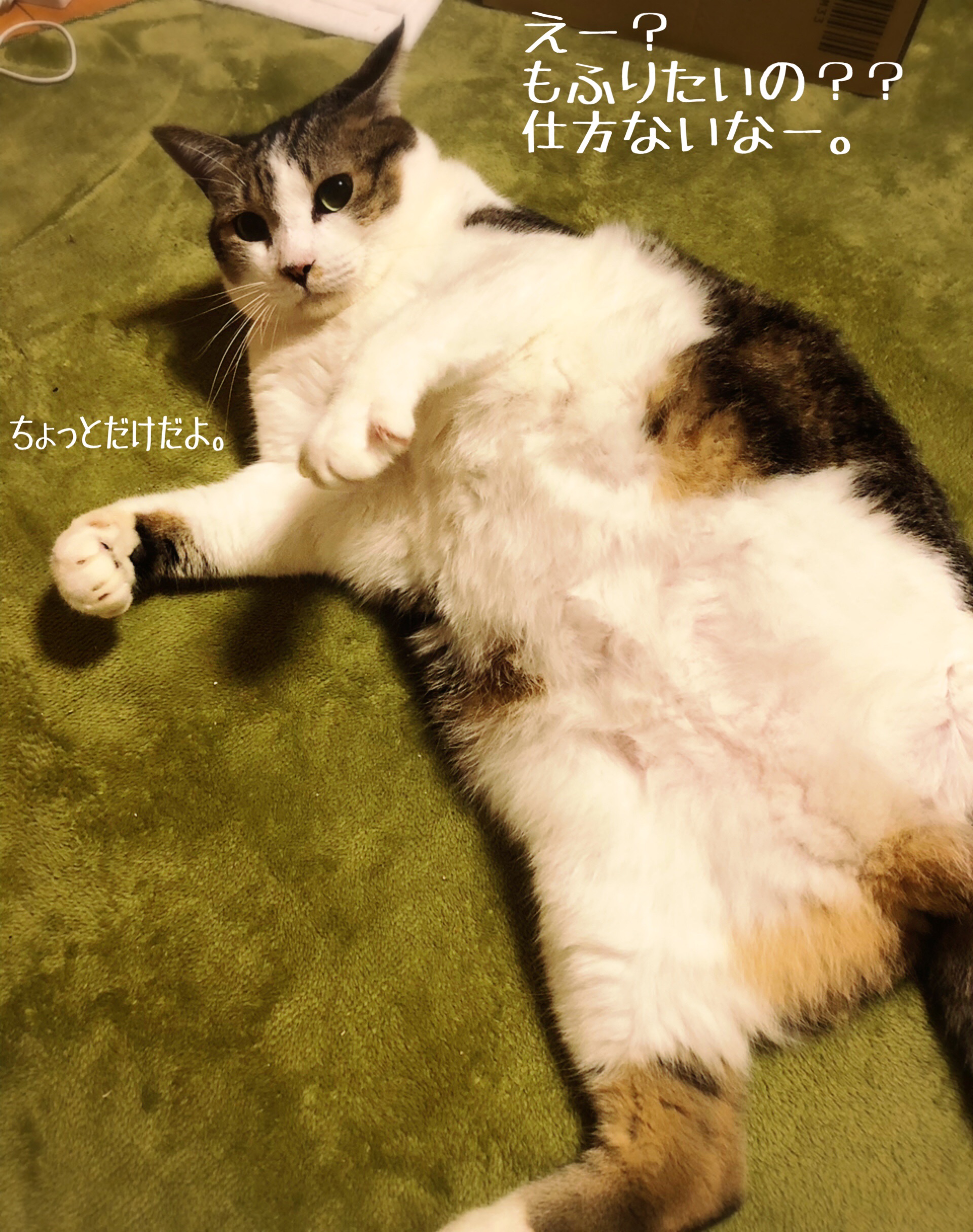 こんな時はモフ腹に癒されよう 猫とお酒と日々のこと Powered By ライブドアブログ こんな時はモフ腹に癒されよう 猫とお酒と日々のこと Powered By ライブドアブログ