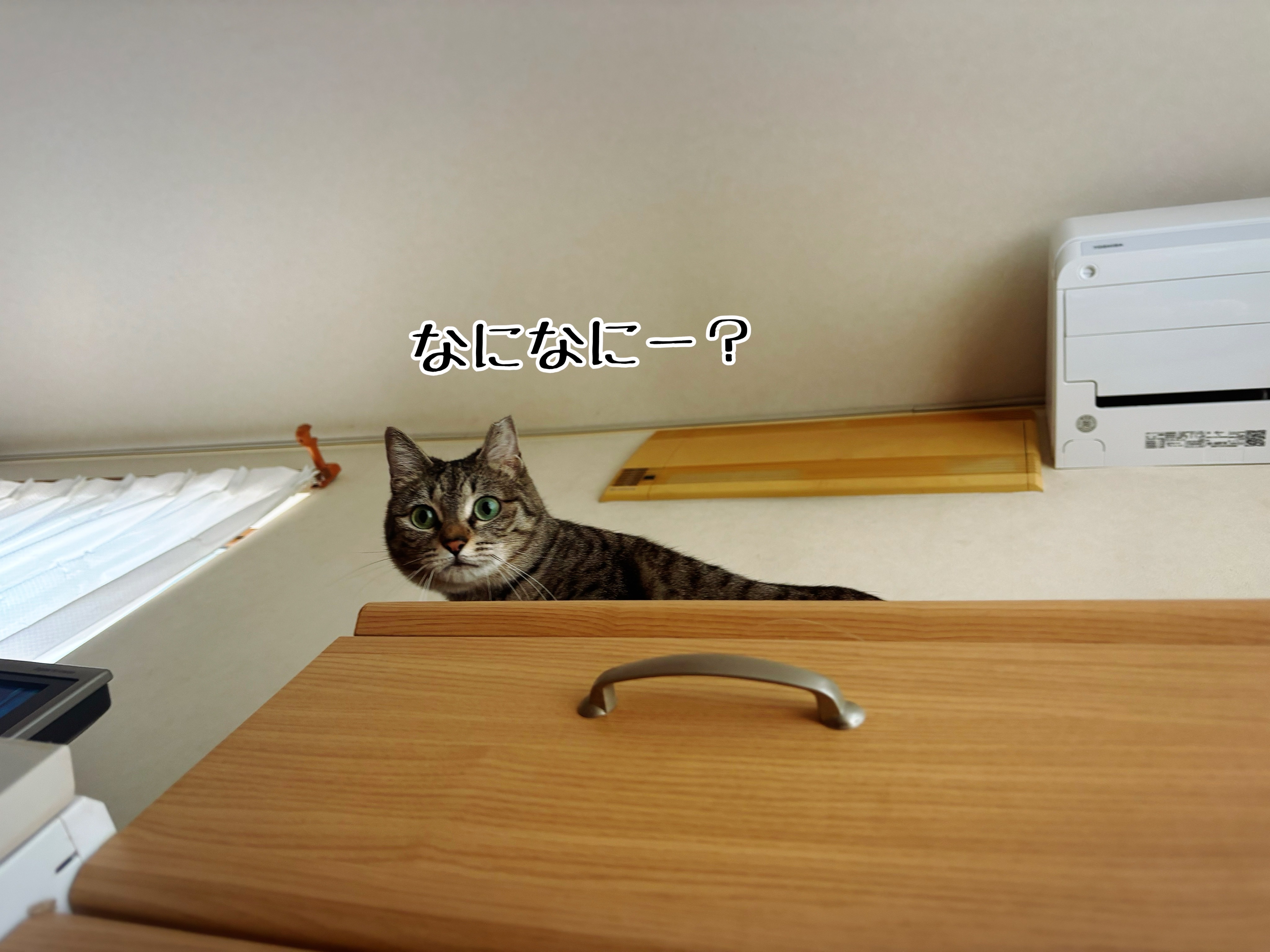 上から猫さま。 : 猫とお酒と日々のこと Powered by ライブドアブログ