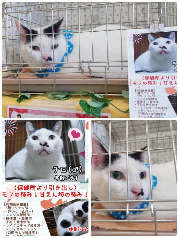 昨日は秘密結社ねこのひげ譲渡会♪ : 猫とお酒と日々のこと Powered by