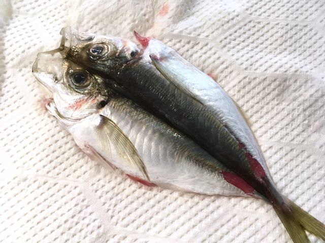カワイイ 豆あじで作る干物 ちょっとソコマデ