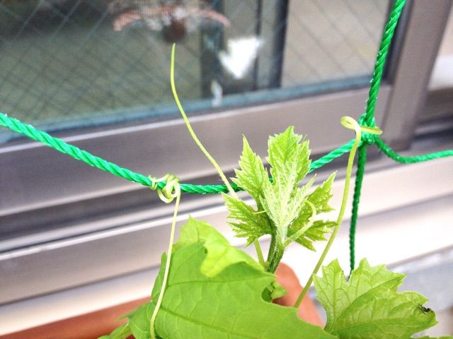 マンションで 簡単グリーンカーテン ちょっとソコマデ