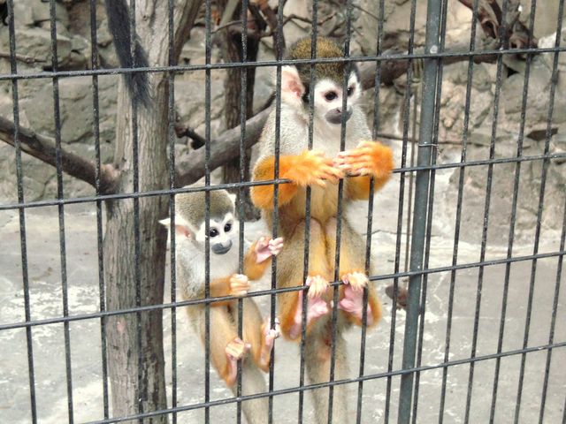 江戸川の動物園が無料の域を超えてるぅー ちょっとソコマデ