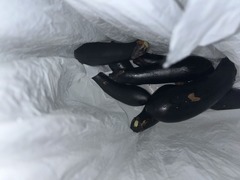 IMG_6239