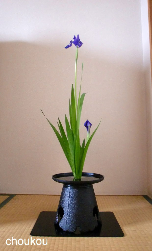 燕子花の一種生け・・・・初夏 : 花に想いを