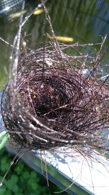 お暇暮らし 庭 メダカ 産卵床