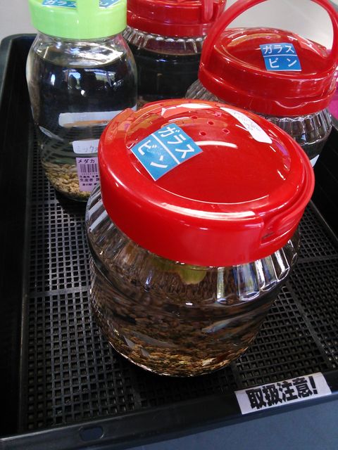 道の駅でメダカ お暇暮らし 庭