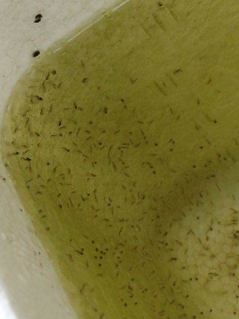 カイミジンコは肉食 お暇暮らし 庭 カイミジンコは肉食 お暇暮らし 庭