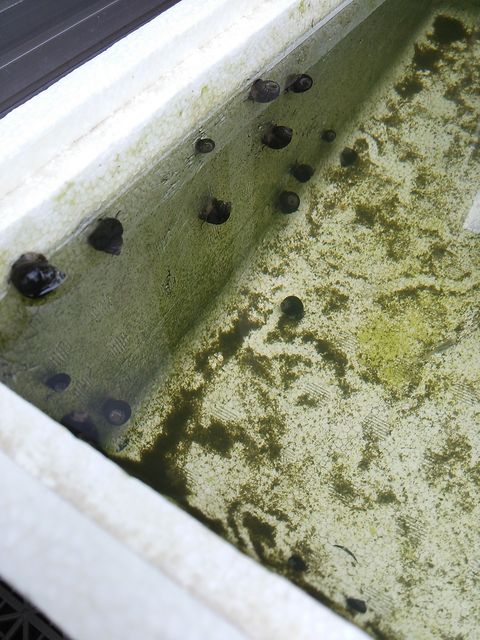 お暇暮らし 庭 タニシがいっぱい