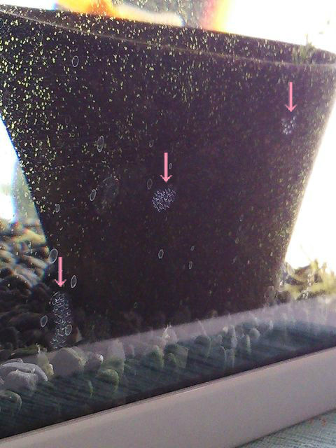 サカマキガイの卵その後 お暇暮らし 庭 サカマキガイの卵その後 お暇暮らし 庭