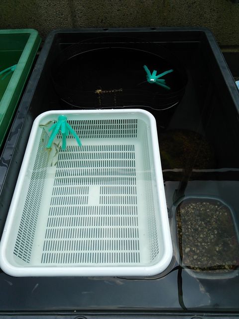 仕切りカゴが欲しい お暇暮らし 庭