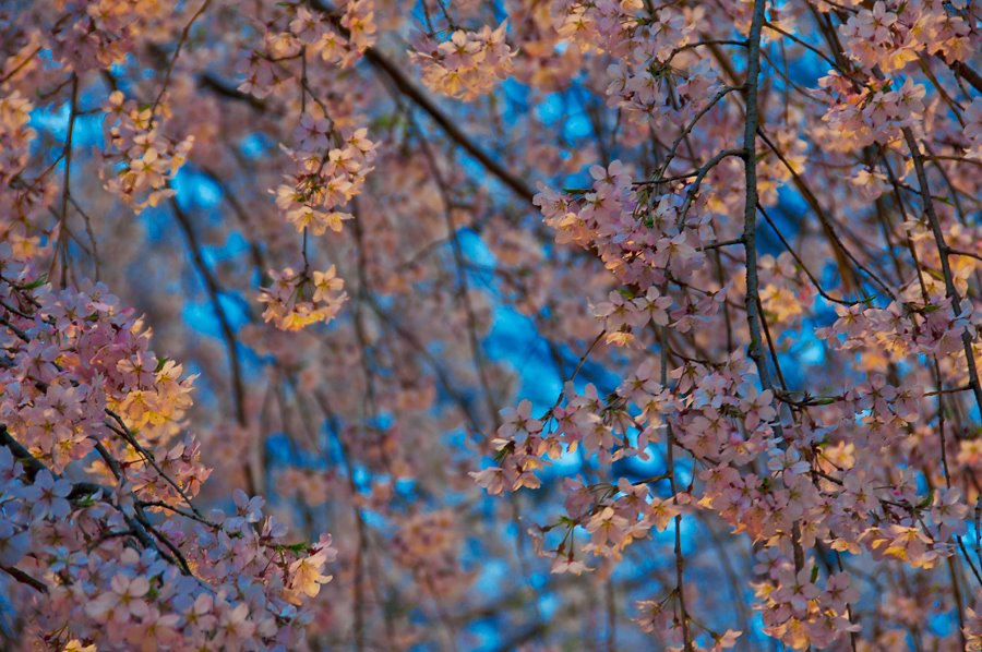 桜５(拡大表示)