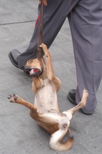 強引に散歩される犬(拡大表示)