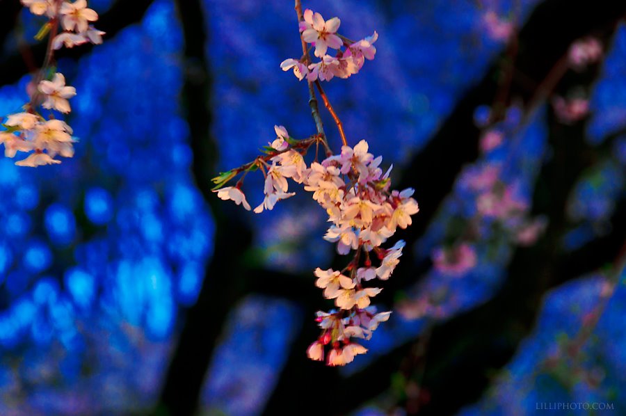 桜１(拡大表示)
