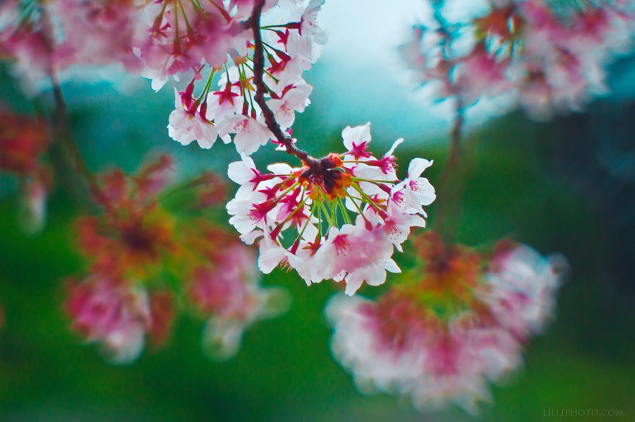 桜２(拡大表示)