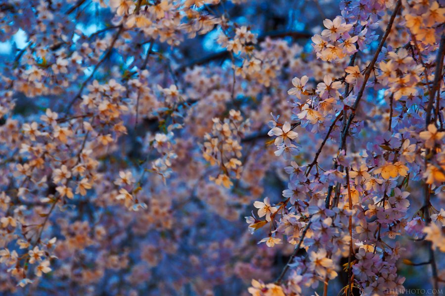 桜３(拡大表示)