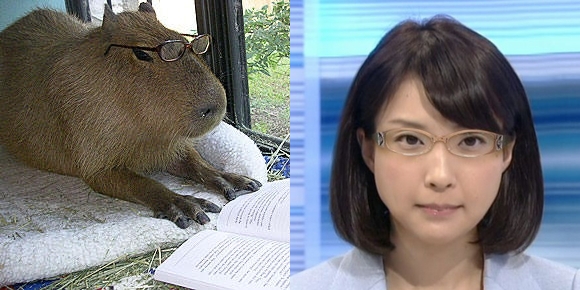 カピパラに似てる(拡大表示)