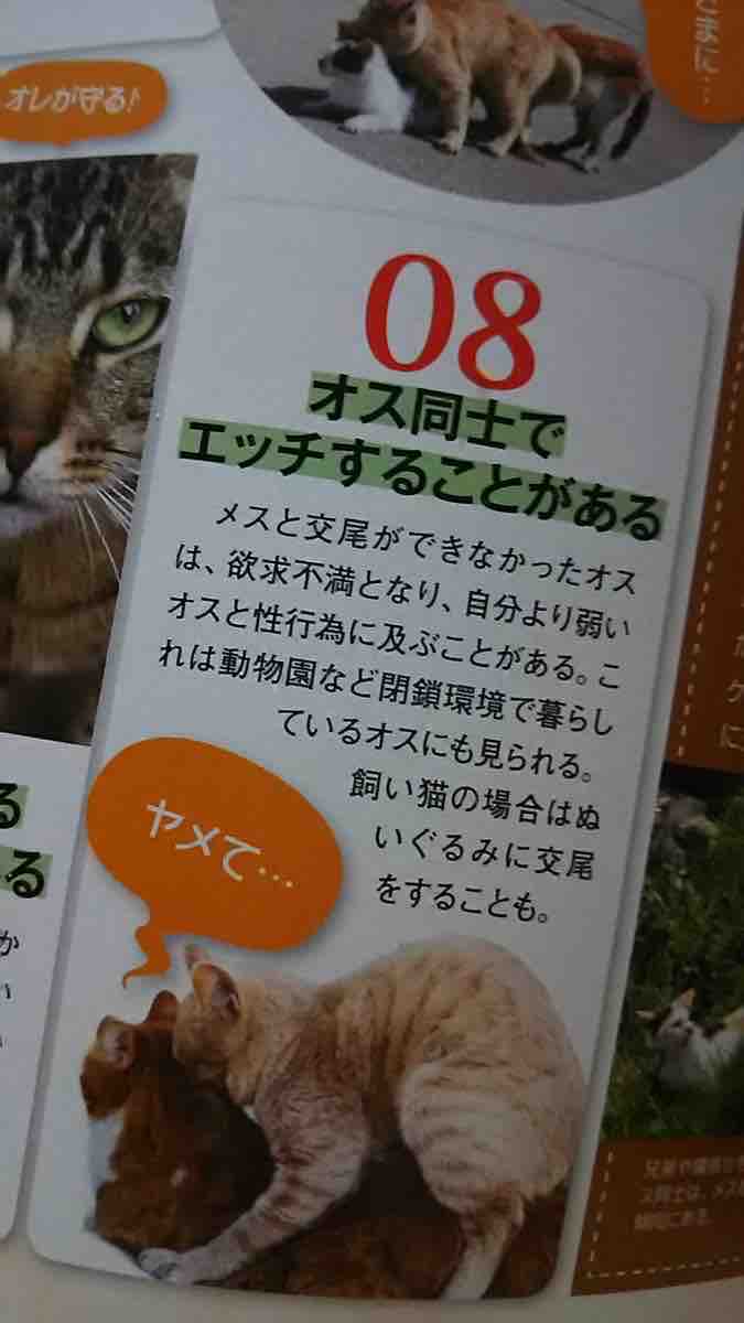 オスネコ メスと交尾できないとオスと交尾する習性がある模様 あごひげ海賊団 オスネコ メスと交尾できないとオスと交尾する習性がある模様 あごひげ海賊団