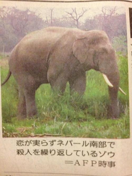 恋が実らないゾウ(拡大表示)