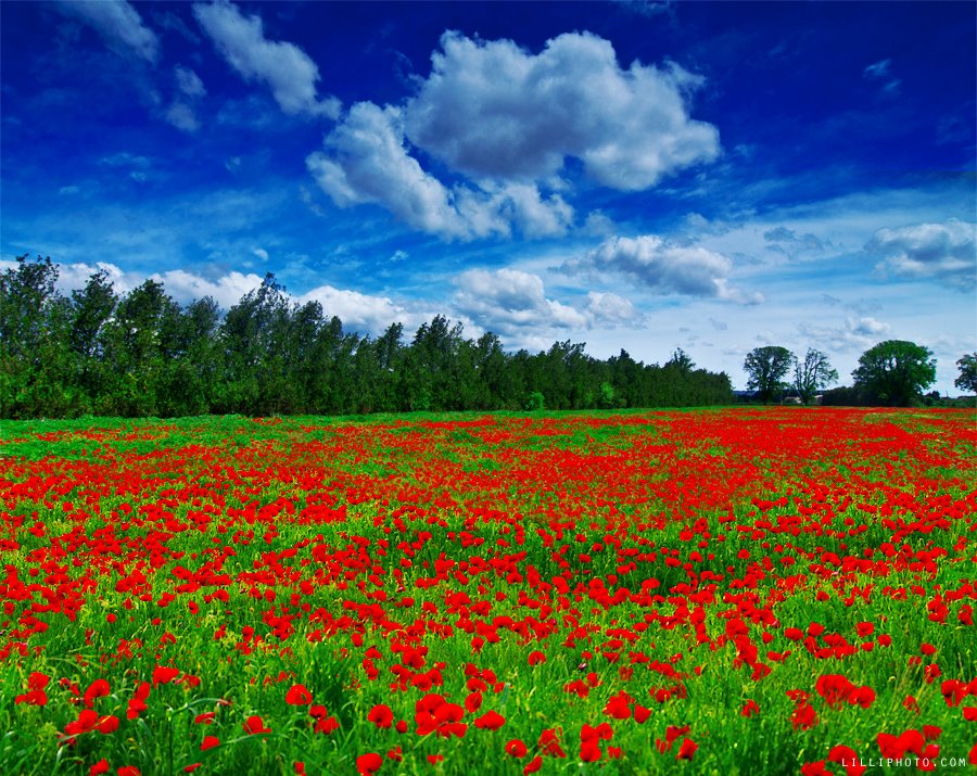 フランス１０(拡大表示)