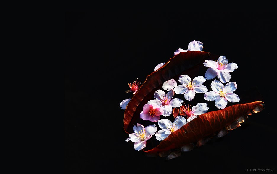 桜８(拡大表示)