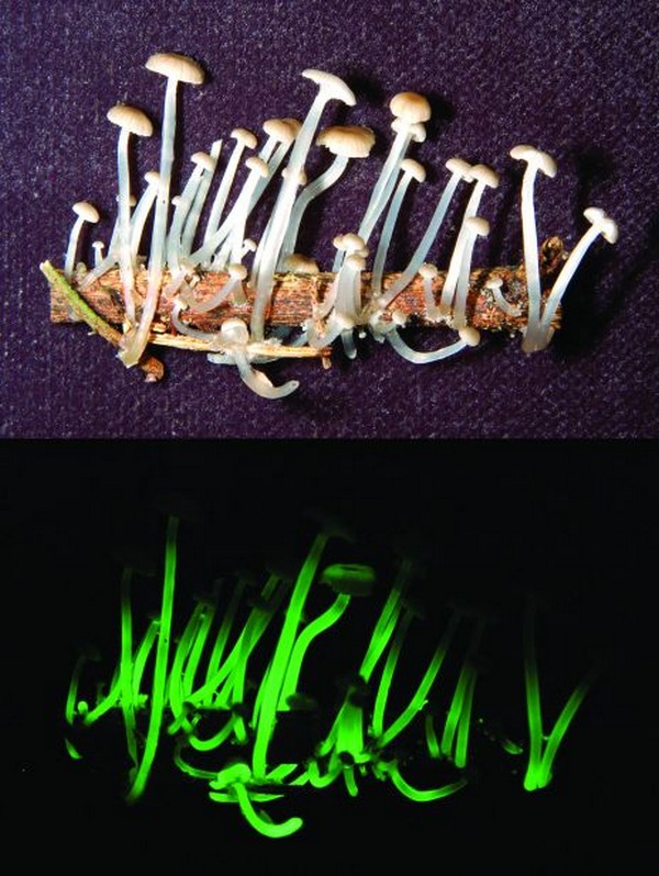 キノコ(拡大表示)