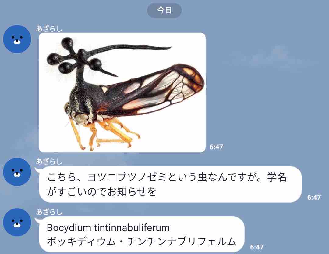 ヨツコブツノゼミの学名wwwwww あごひげ海賊団