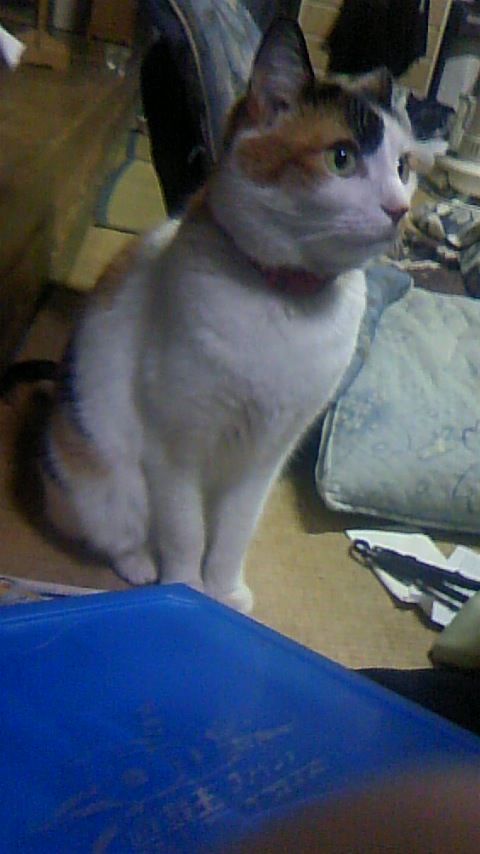 遊戯王 満足デッキが増えても満足させてくれるヤツが居ねぇ ｗ Chronostarのカードゲーム症候群