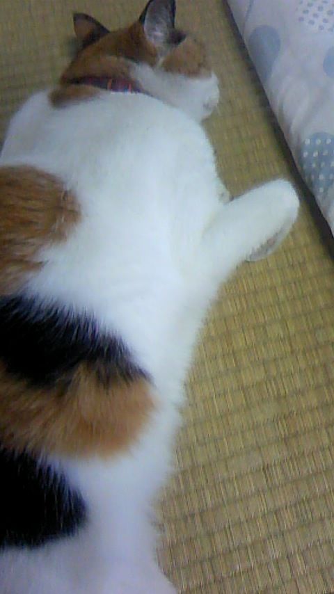 ヴァンガード ロックオンビクトリー プレイ日記７ 一周目クリアー Chronostarのカードゲーム症候群