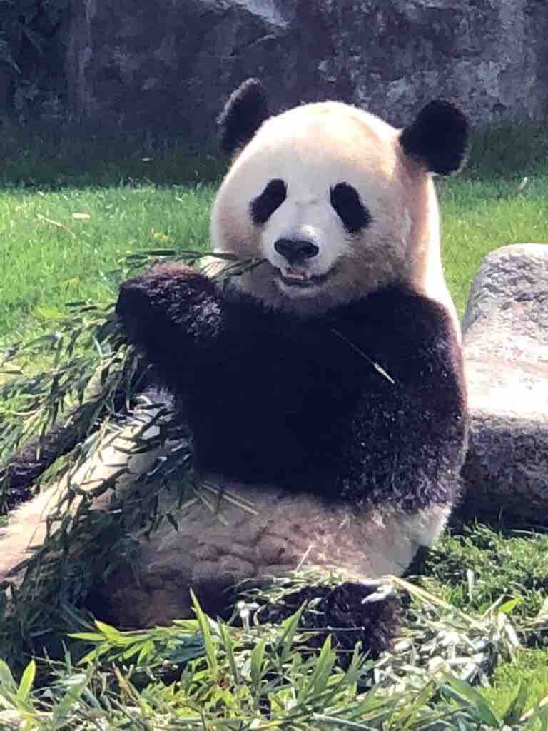 和歌山 大阪旅行記 18後編 パンダと焼き肉 中華そば高松公式ブログ