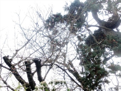 アイビースクエアの桜